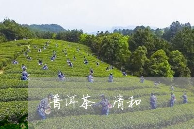 普洱茶 清和/2023042809174